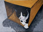 Foofy in Box, acrylic painting, unfinished