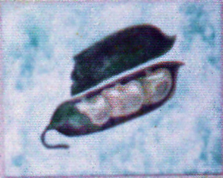 Lima Beans, acrylic painting