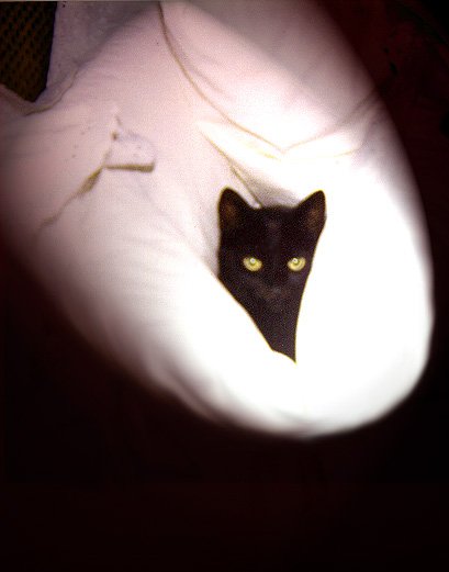 Schmeckle in Spot Light